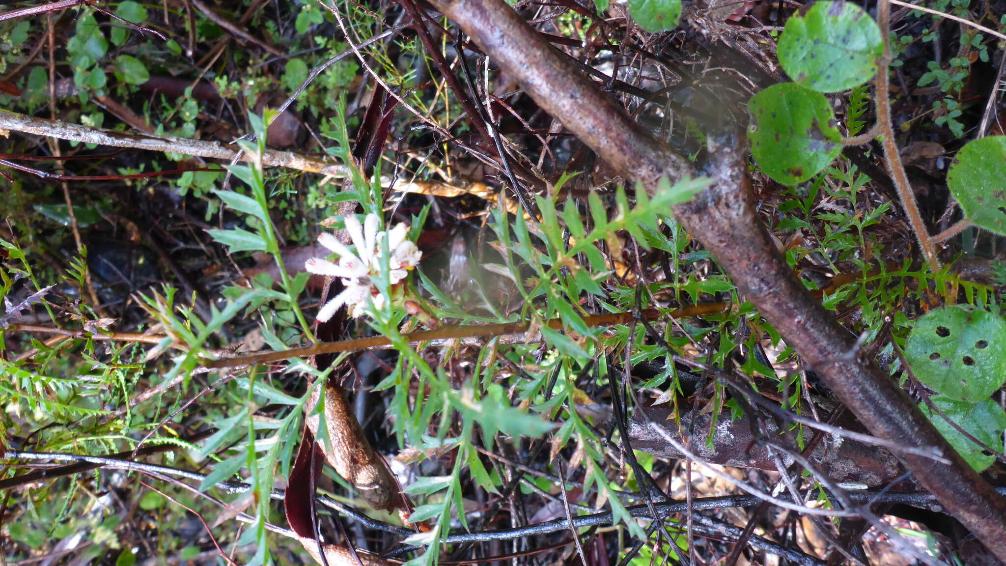 Sivun Petrophile diversifolia R. Br. kuva