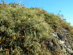 Image of witch's hair lichen