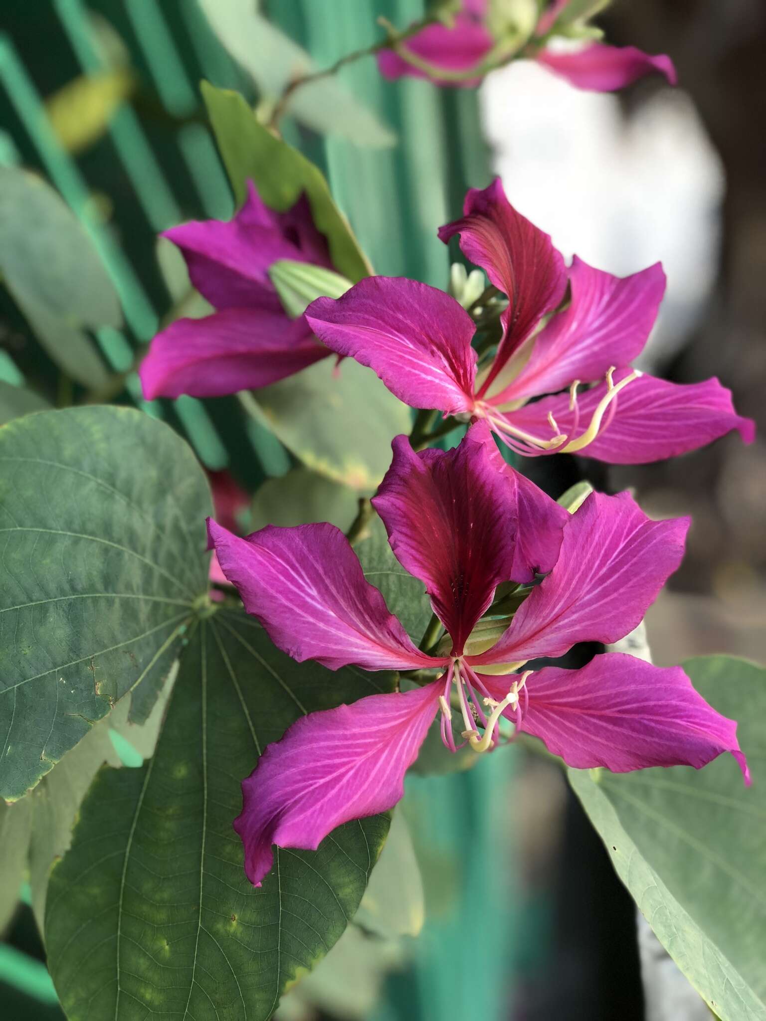 Image of bauhinia