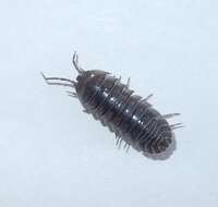 Image of Isopod