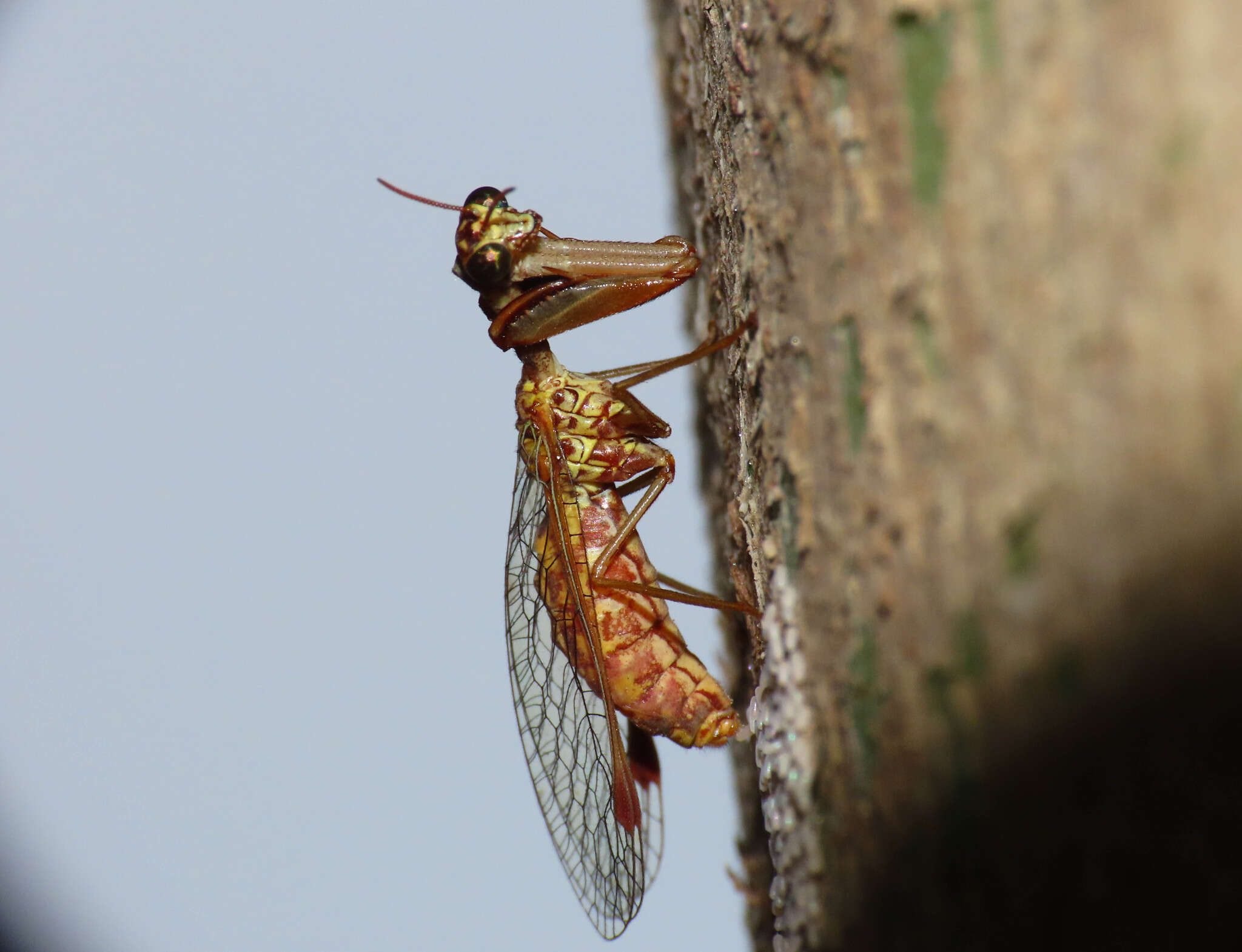 Image of Mantispa styriaca (Poda 1761)