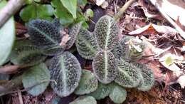 Слика од Plectranthus humbertii Hedge