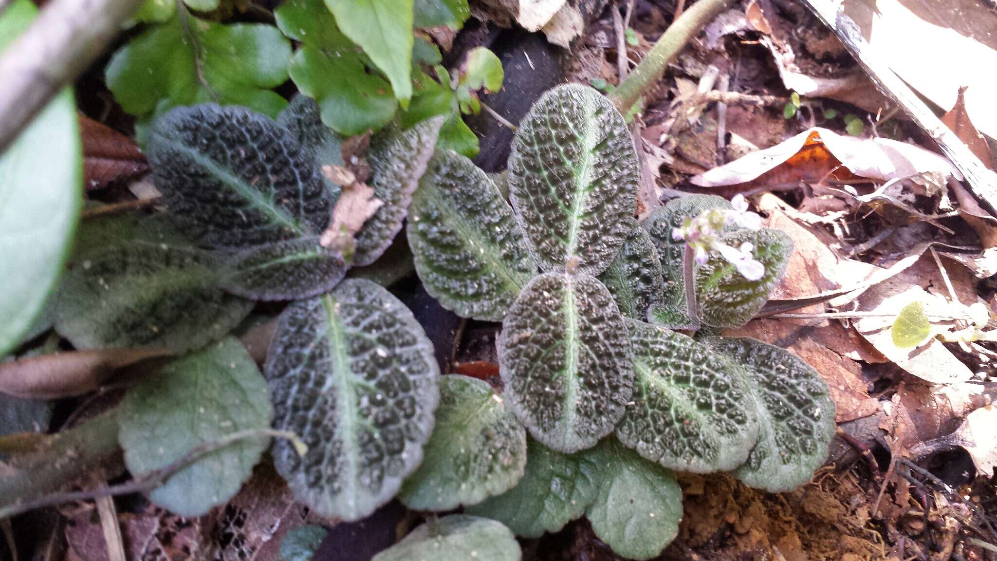 Слика од Plectranthus humbertii Hedge