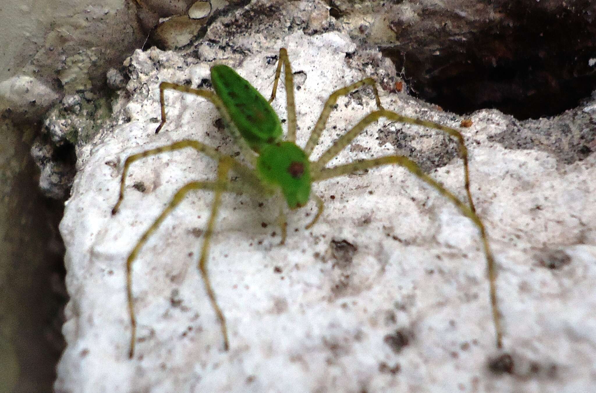 Imagem de Peucetia