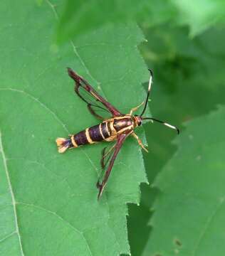 Image de Carmenta bassiformis Walker 1856