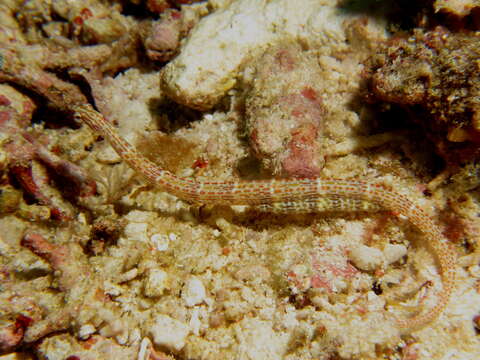 Image of Schultz's pipefish