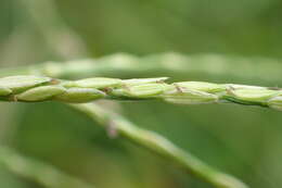 Image of Asian crabgrass