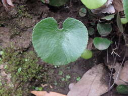 Image of lotus-leaved maidenhair fern