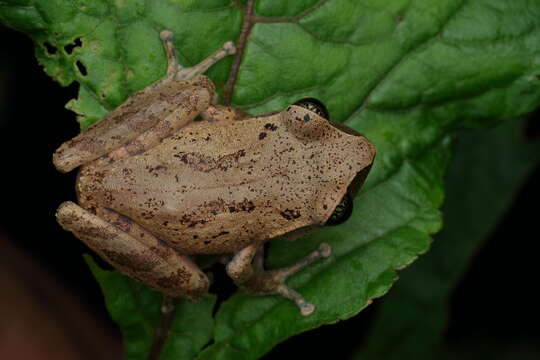 Image of Green Eyed Bushfrog