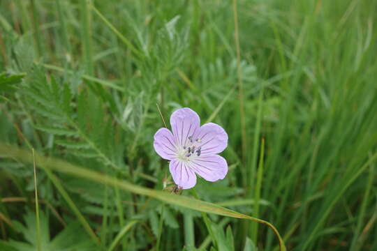 Image of Geranium collinum Stephan ex Willd.