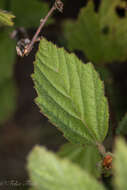 Image of shrubby false mallow