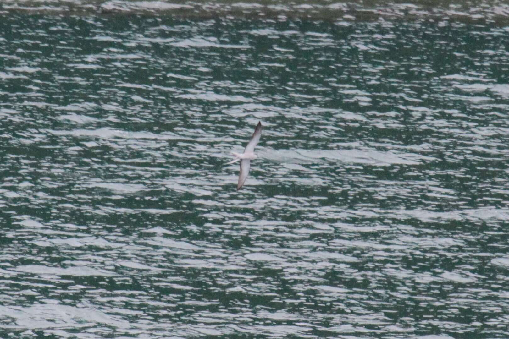 Image of Gray-backed Tern