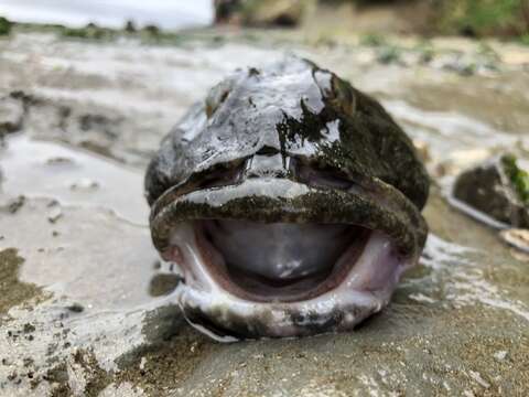 Image of Great sculpin