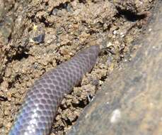 Image of Schneider's Earth Snake