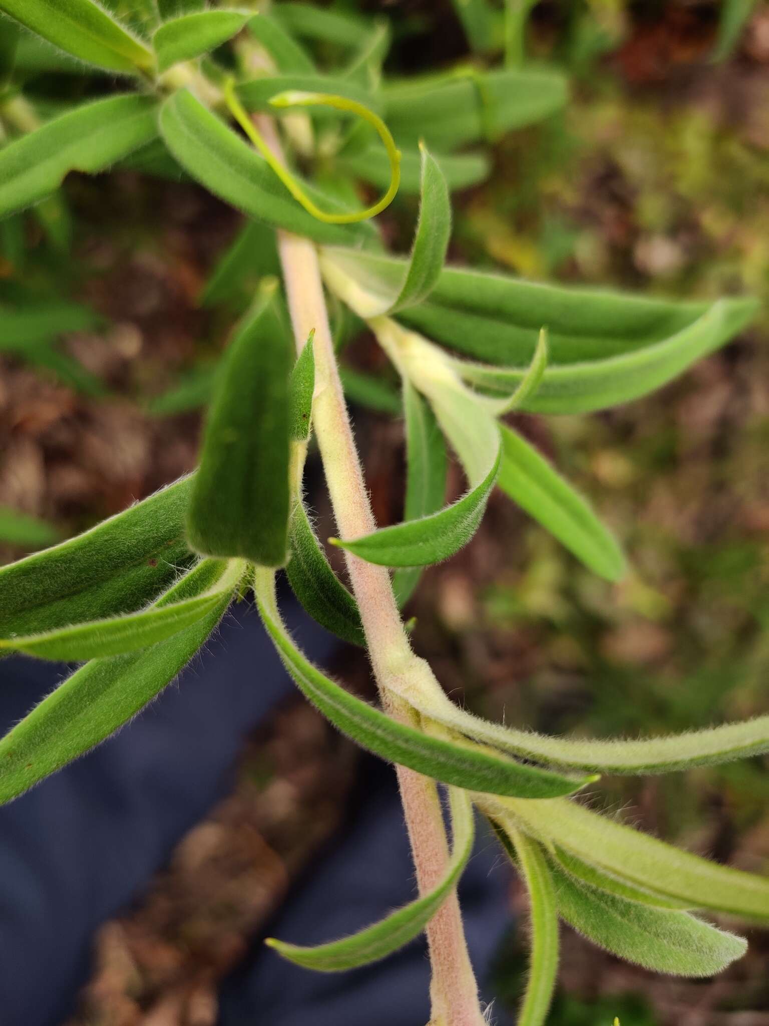 Image of Hibbertia saligna R. Br. ex DC.