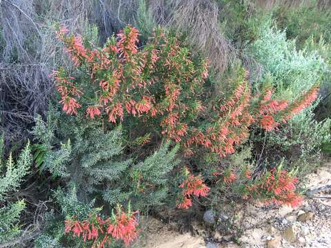 Image de Erica curviflora L.