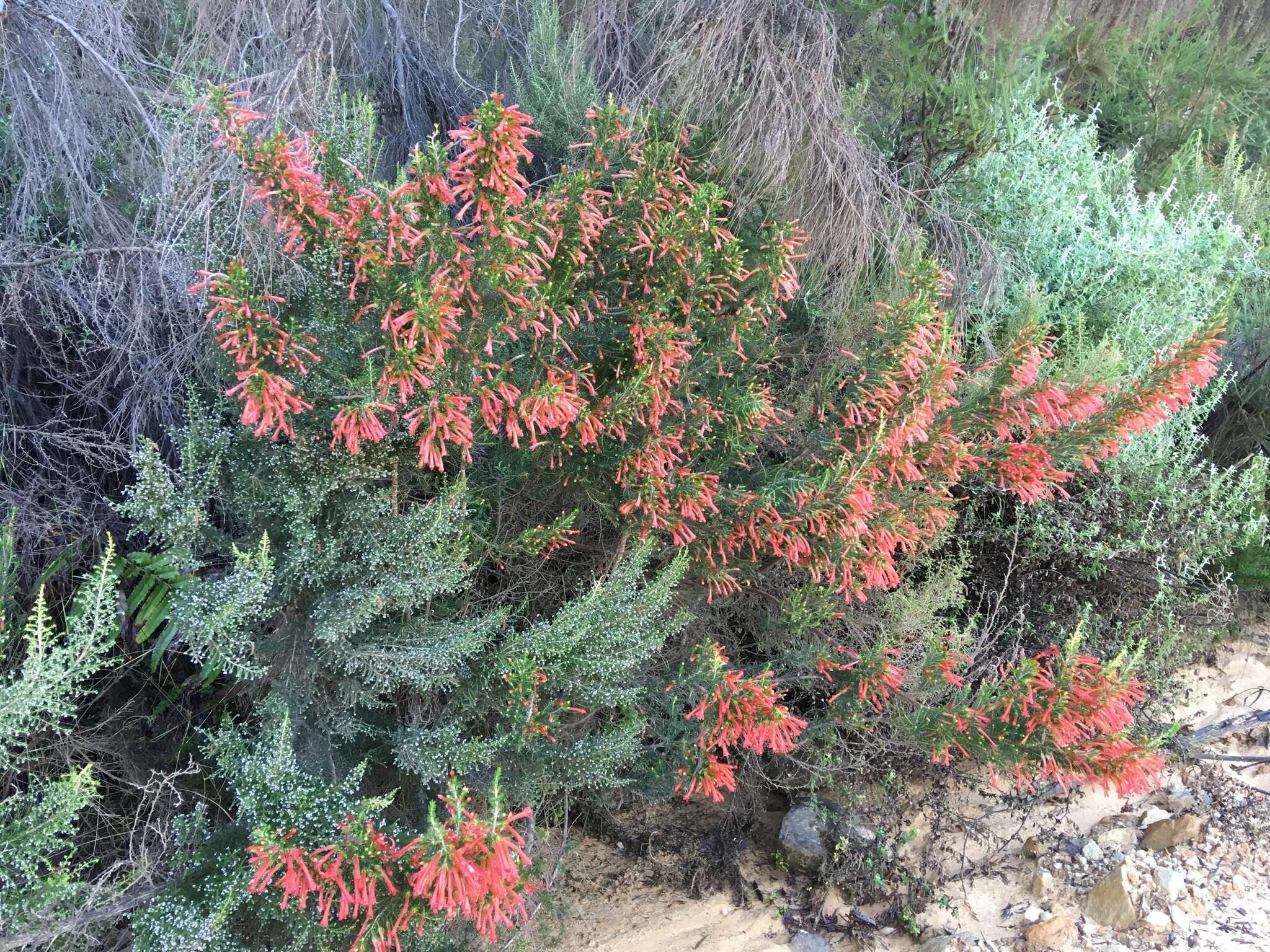 Image of <i>Erica <i>curviflora</i></i> var. curviflora