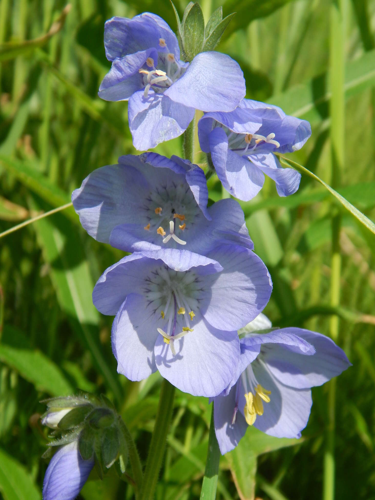 Слика од Polemonium acutiflorum Willd. ex Roem. & Schult.