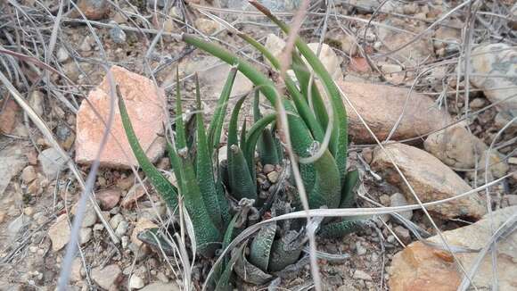 Plancia ëd Haworthiopsis longiana (Poelln.) G. D. Rowley