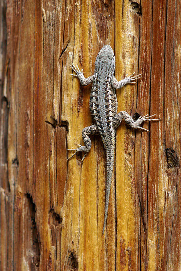 Image of Sceloporus tristichus Cope 1875