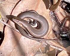 Image of South-western Cool-skink