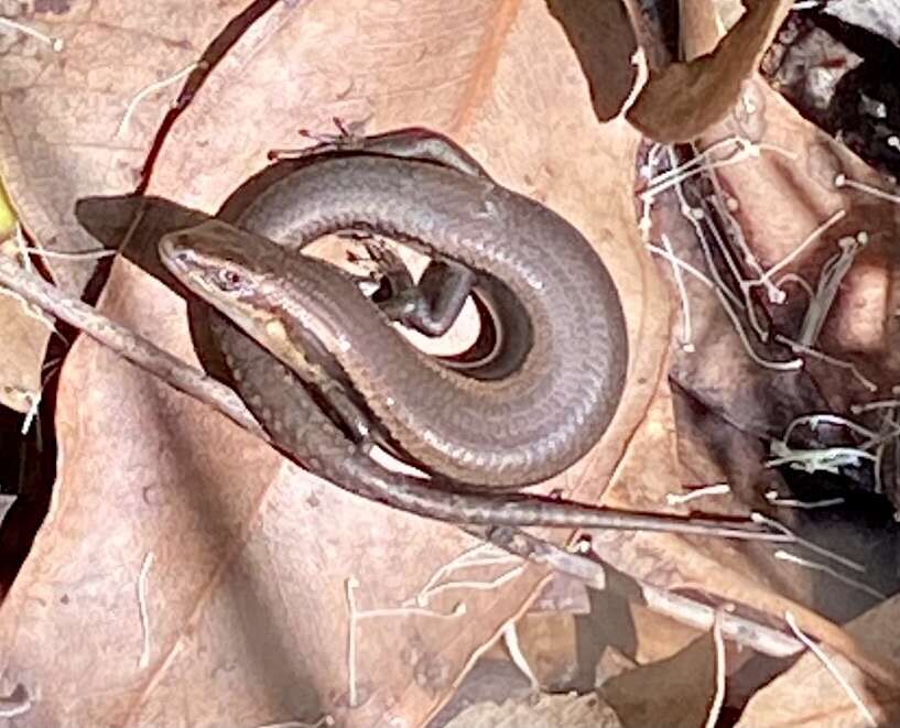 Image of South-western Cool-skink