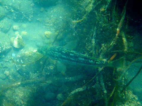 Image of Kelp bass