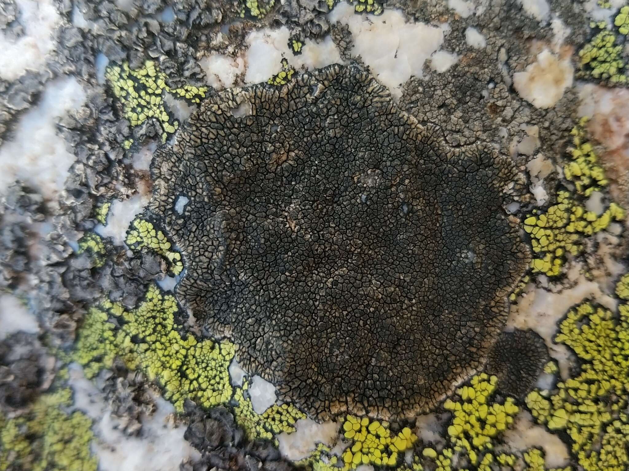 Image of sporastatia lichen