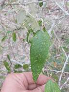 Image of Rough-leaved croton