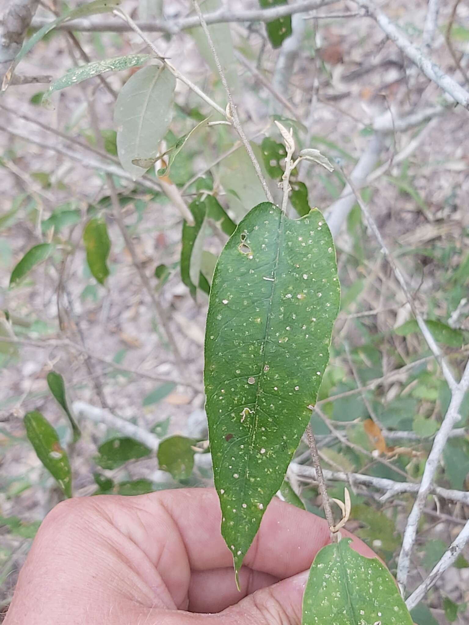 Image of Rough-leaved croton