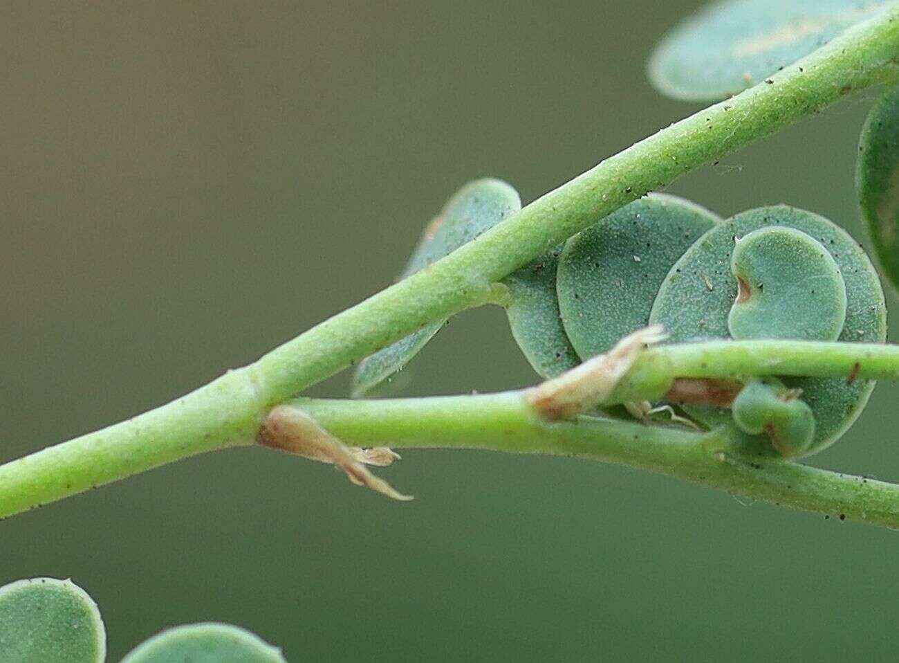 صورة Coronilla vaginalis Lam.