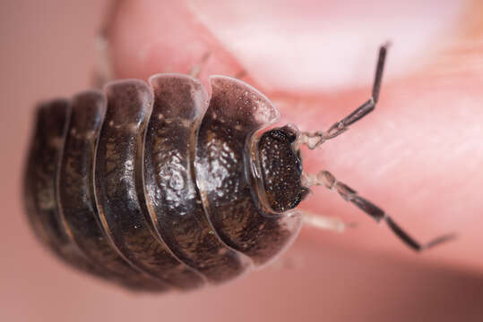 Image of Porcellio obsoletus Budde-Lund 1885