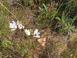 Image of Ixia versicolor G. J. Lewis