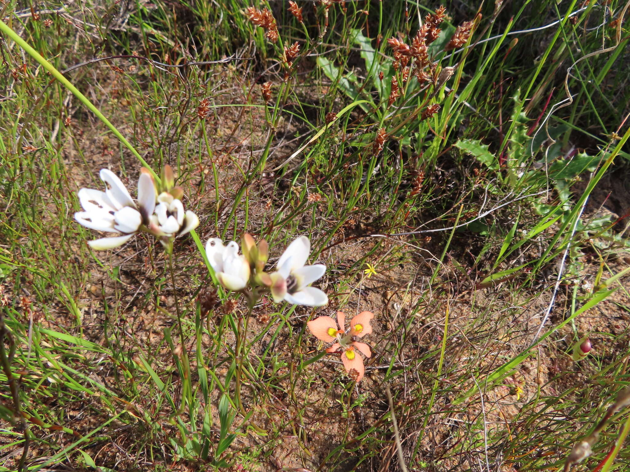 Image of Ixia versicolor G. J. Lewis