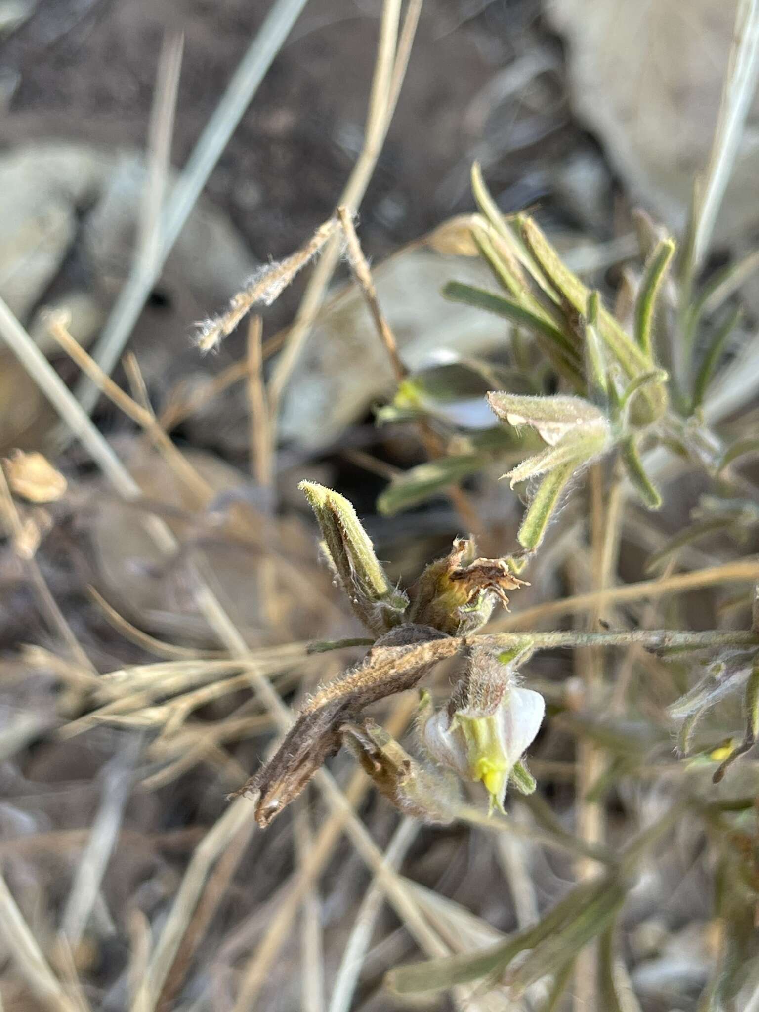 صورة Cordylanthus pilosus A. Gray