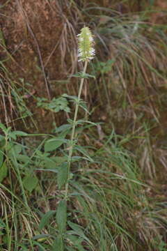 Plancia ëd Salvia rzedowskii Ramamoorthy