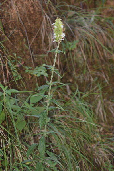 Image of Salvia rzedowskii Ramamoorthy