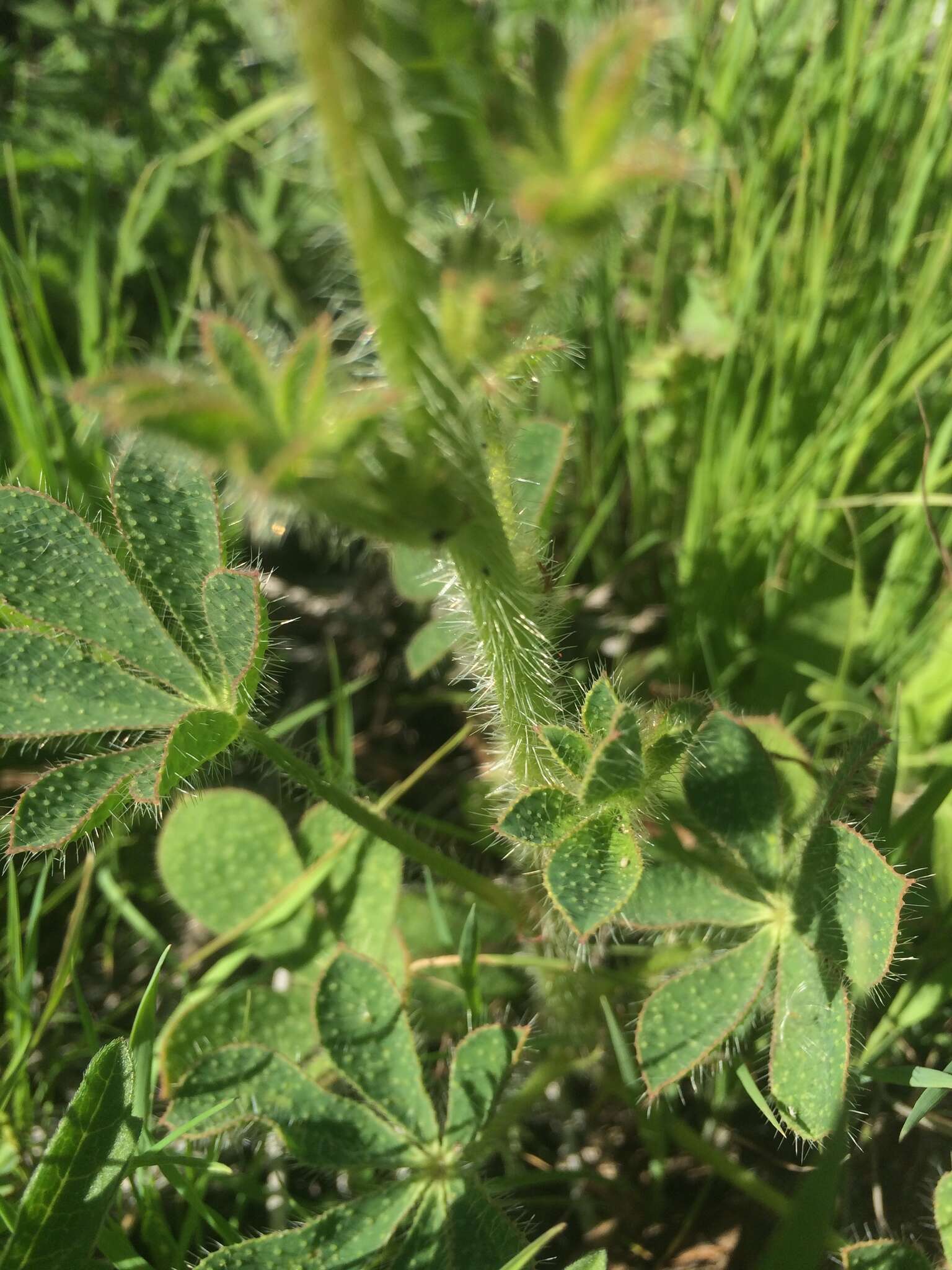 Plancia ëd Lupinus hirsutissimus Benth.