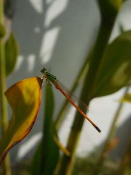 Image of Ischnura rufostigma Selys 1876