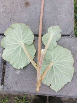 Image of Fröbelbegonia