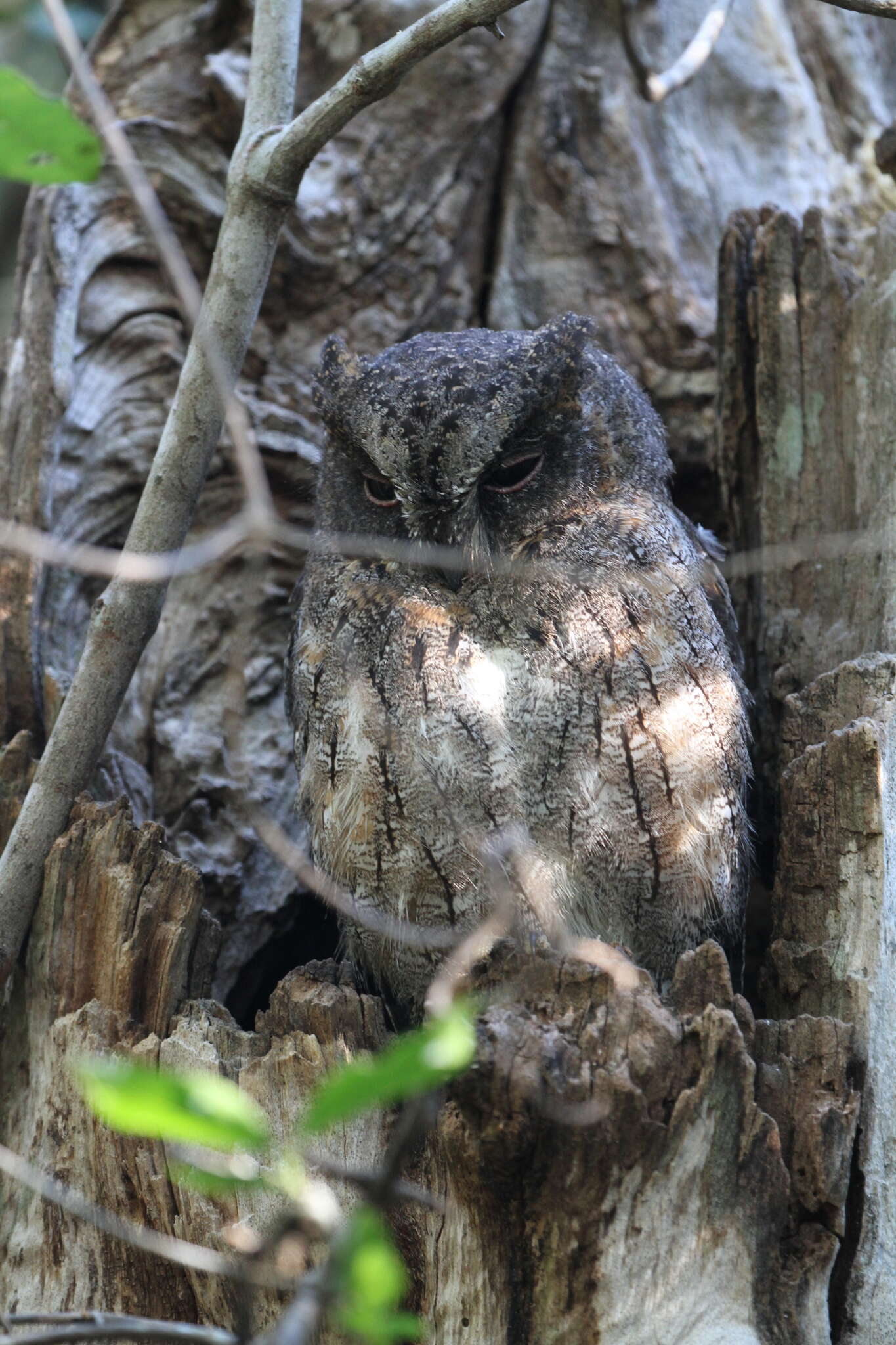 Image of Madagascar Scops-owl