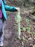 Image of Warty Beard Lichen