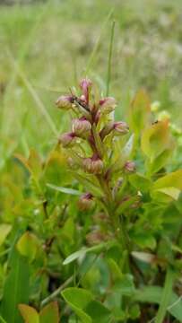 Image of Frog orchid