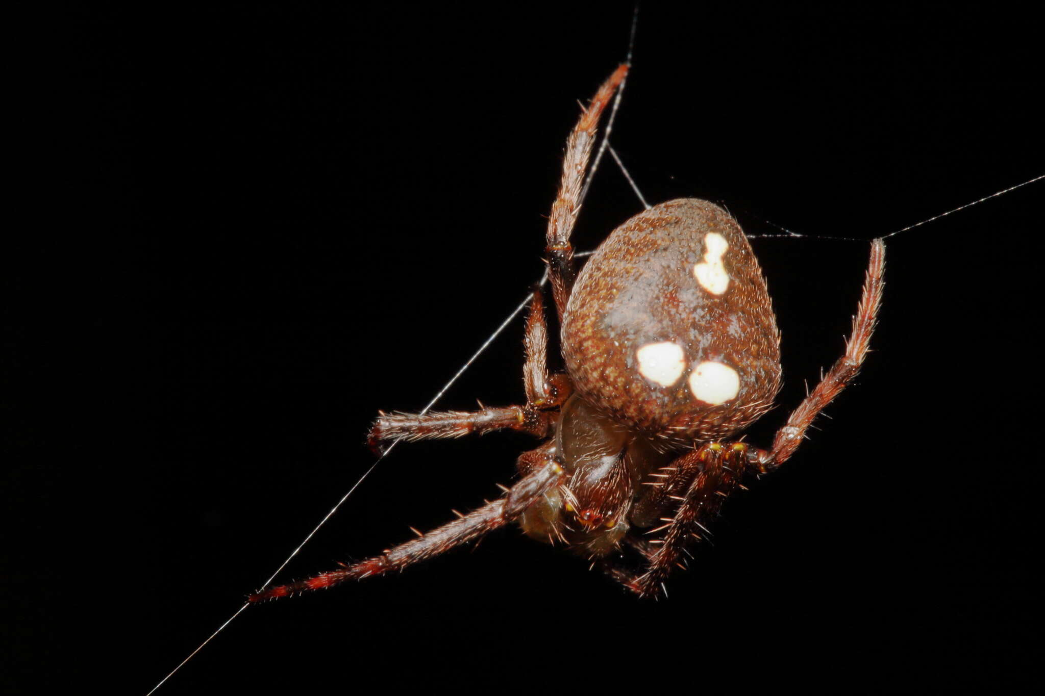 Image of Zealaranea trinotata (Urquhart 1890)