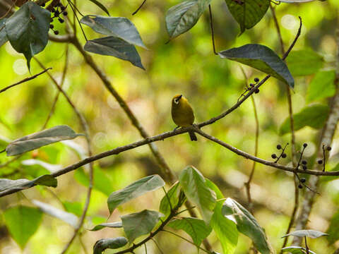 Image of Broad-ringed White-eye