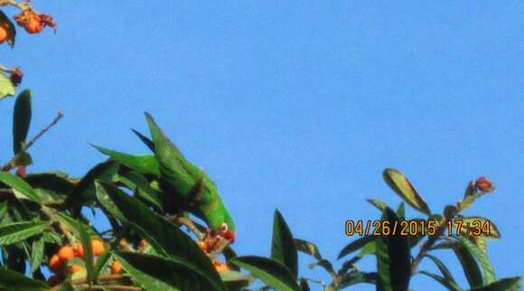 Image of Red-masked Conure