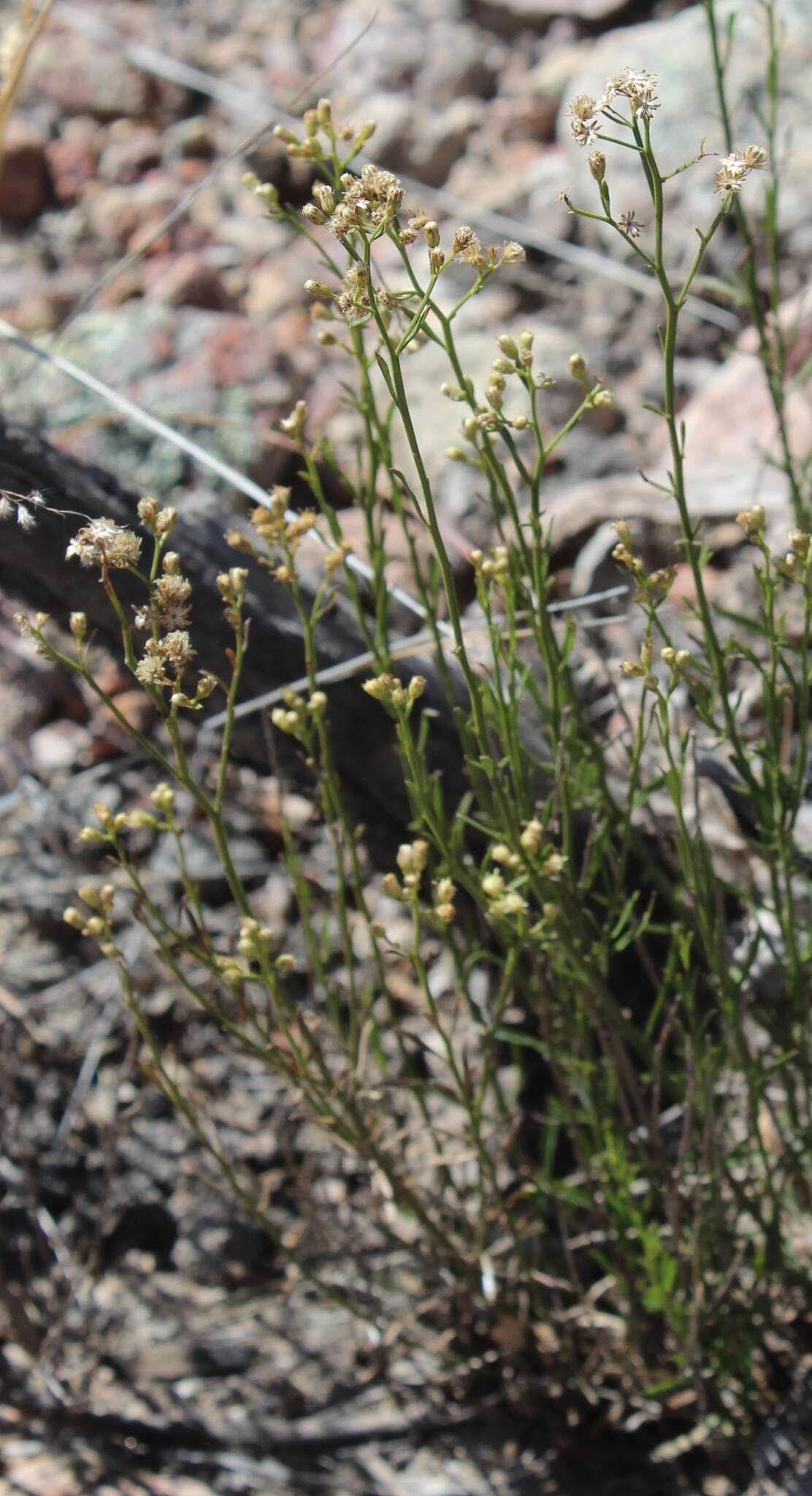 Image of Baccharis sulcata DC.