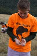 Image of common New Zealand skink