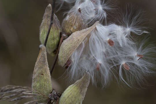 Image of common milkweed