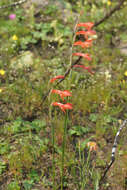 Imagem de Gladiolus quadrangularis (Burm. fil.) Aiton